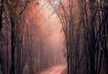 维也纳德比上演全武行！球迷冲入场内手持棍棒互殴 警察介入才得以平息